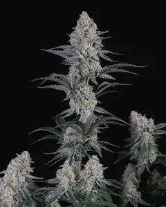 Guava Sundae Auto