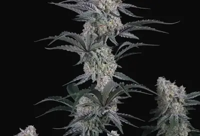 Guava Sundae Auto