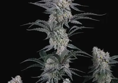 Guava Sundae Auto