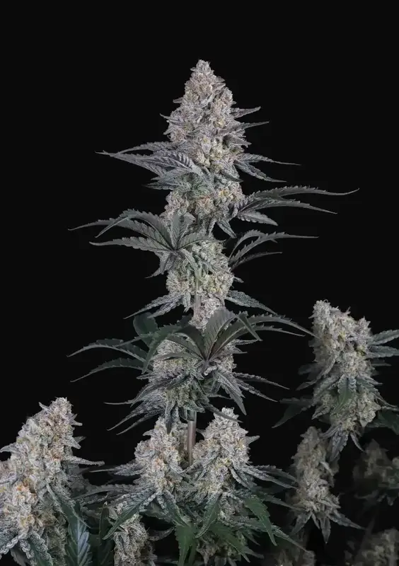 Guava Sundae Auto