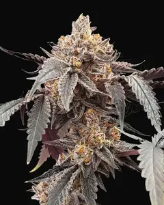 Guava x Gelato 41 Auto