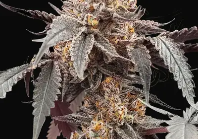 Guava x Gelato 41 Auto