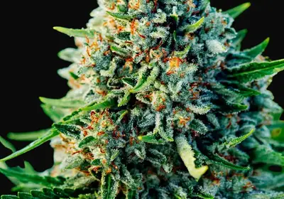 Gummibears Auto