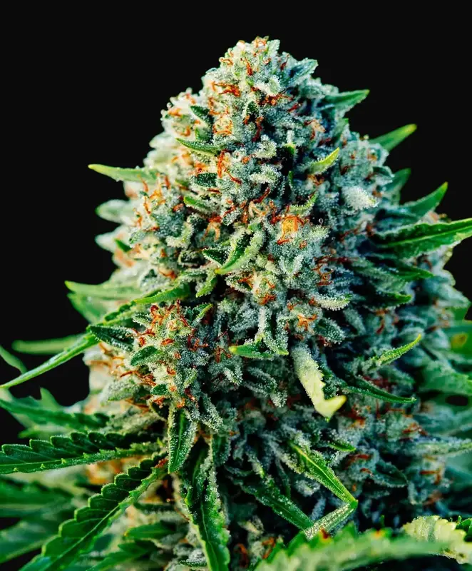 Gummibears Auto