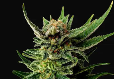 Gypsy Kush