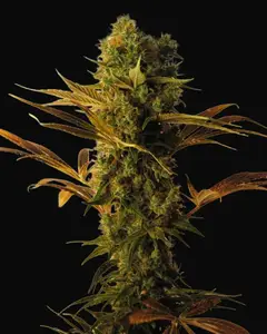 Hammershark
