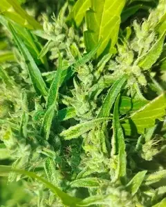 Hangkrarok Manao Regular