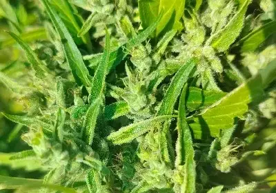 Hangkrarok Manao Regular