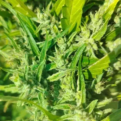 Hangkrarok Manao Regular
