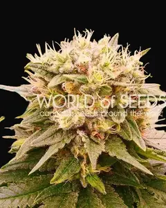 Harlequeen THC Free