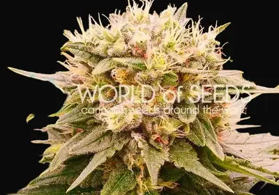 Harlequeen THC Free