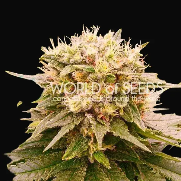 Harlequeen THC Free