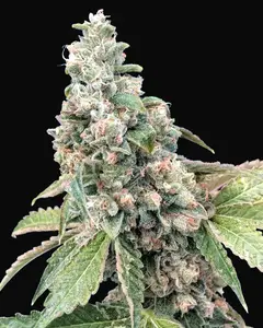 Harlequin CBD