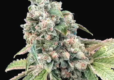 Harlequin CBD