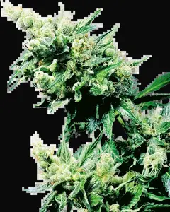 Hash Plant