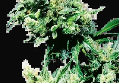 Hash Plant