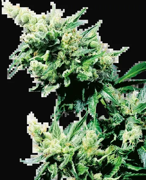 Hash Plant