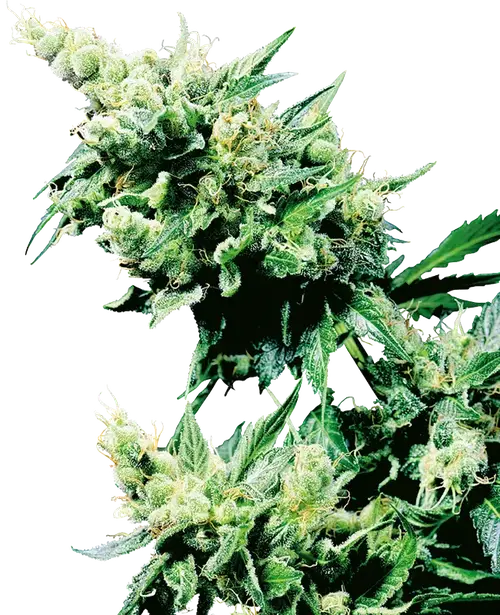Hash Plant