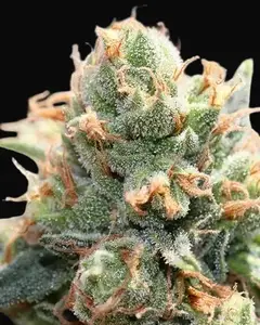 Hash Tonic