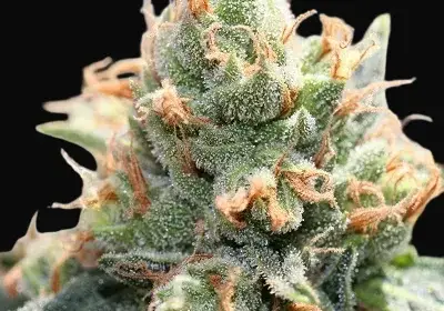 Hash Tonic