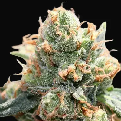 Hash Tonic