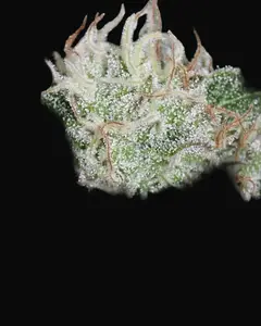 Hashberry