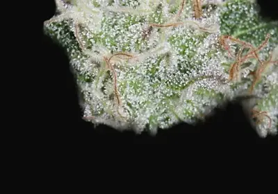 Hashberry