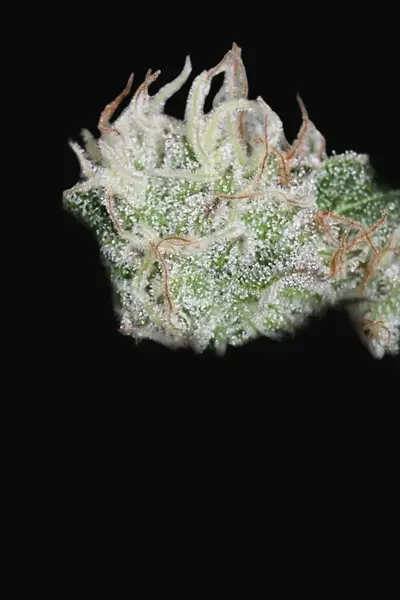 Hashberry