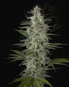 Hawaiian Snow