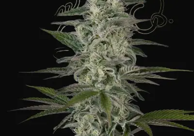 Hawaiian Snow