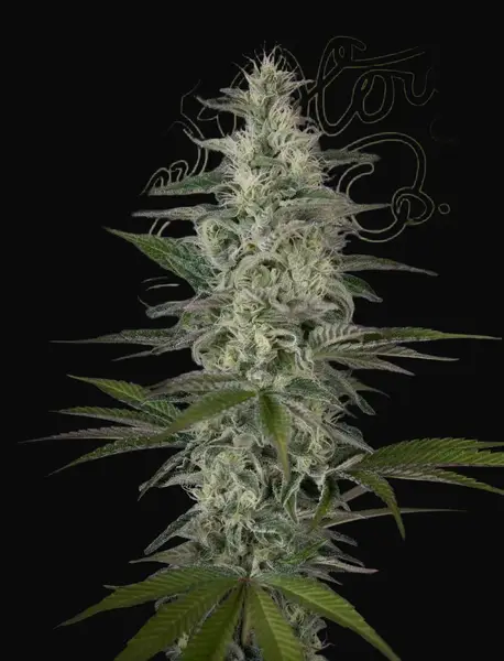 Hawaiian Snow