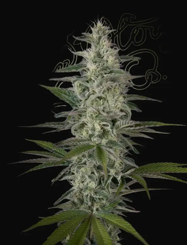 Hawaiian Snow