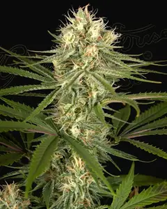Hawaiian Snow x Amnesia x Dosidos