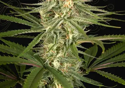 Hawaiian Snow x Amnesia x Dosidos