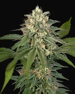 Hawaiian Snow x Amnesia x Face Off