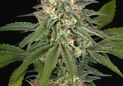 Hawaiian Snow x Amnesia x Face Off