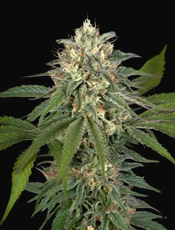 Hawaiian Snow x Amnesia x Face Off