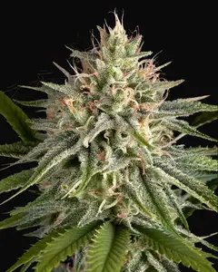 Hawaiian Snow x Sour Banana