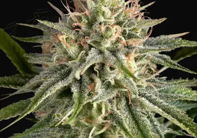 Hawaiian Snow x Sour Banana