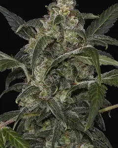 Haze 2.0 Autoflowering