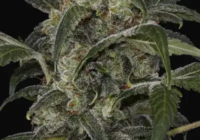 Haze 2.0 Autoflowering