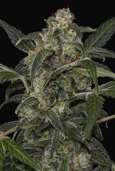 Haze 2.0 Autoflowering