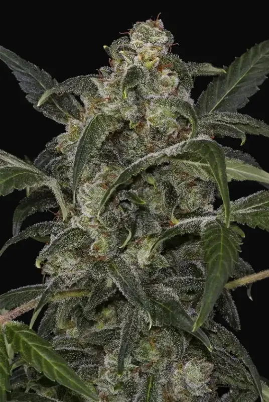 Haze 2.0 Autoflowering