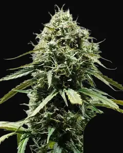 Haze Berry Auto