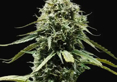 Haze Berry Auto