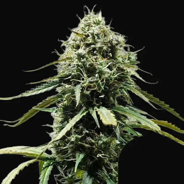 Haze Berry Auto