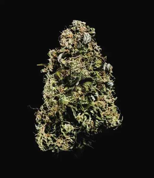 Haze Berry Auto — zdjęcie 9