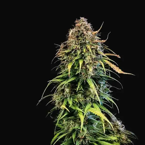 Haze Berry Auto — zdjęcie 6