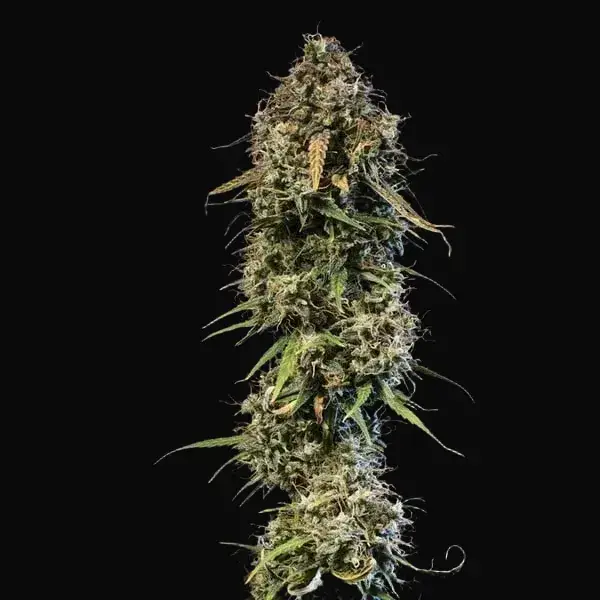 Haze Berry Auto — zdjęcie 8