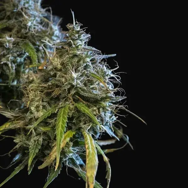 Haze Berry Auto — zdjęcie 4